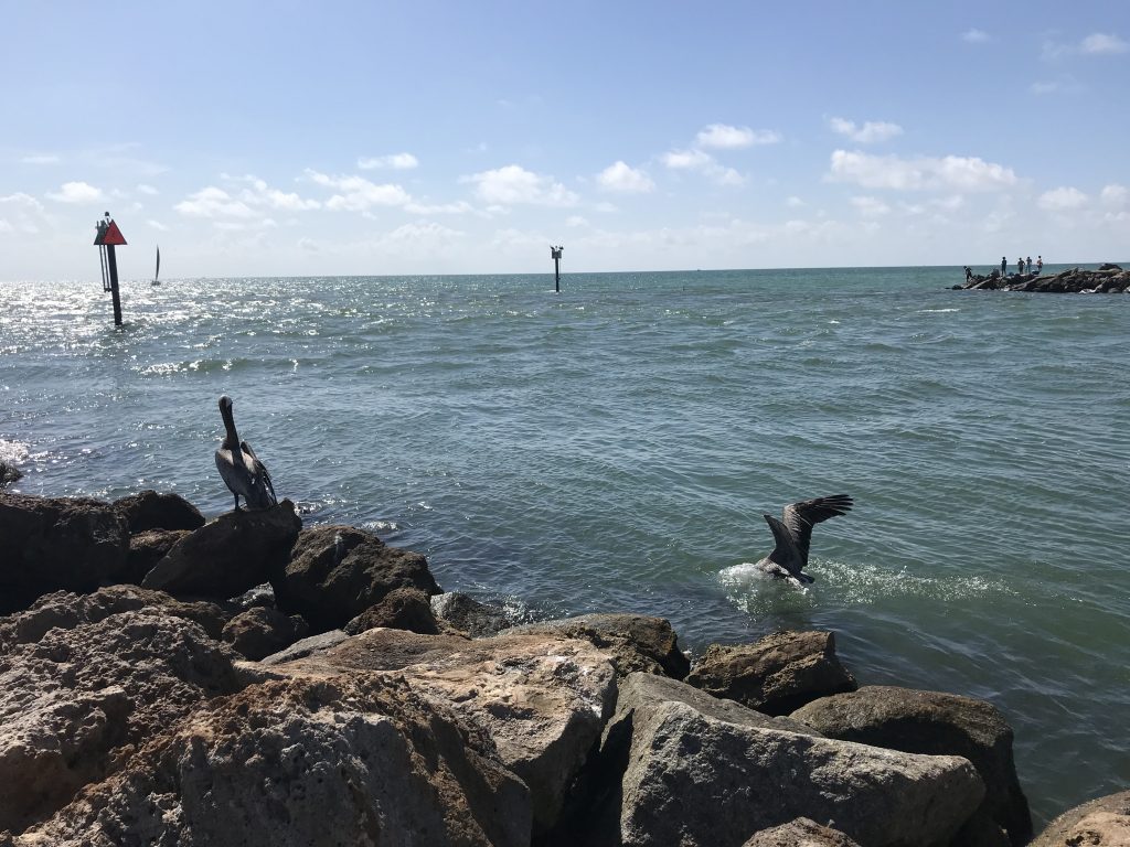 South Jetty, Venice