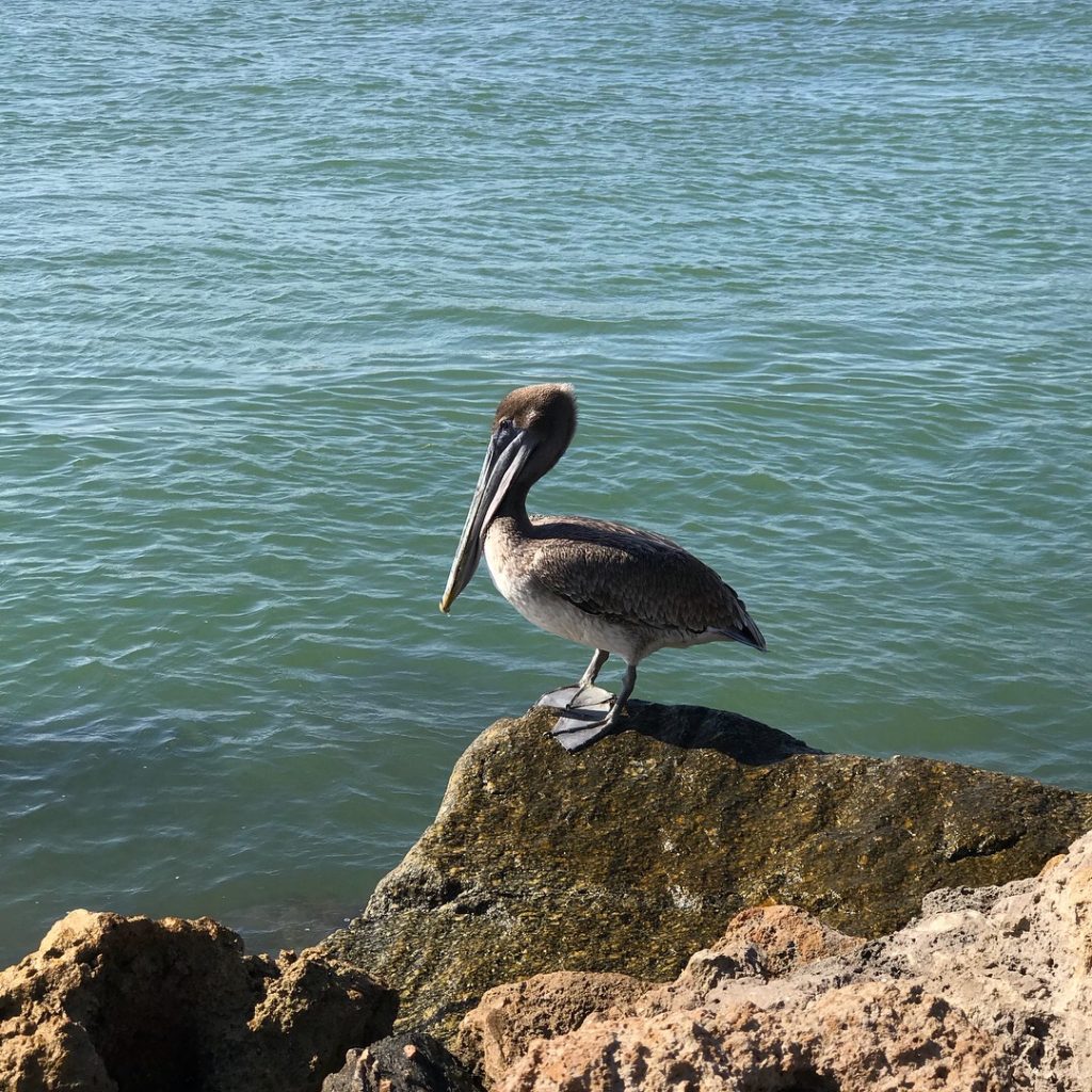 Pelican at Venice Jetty
