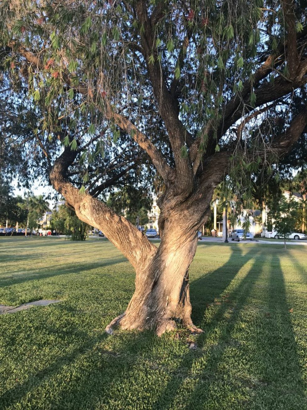 Tree at Gilchrist Park Punta Gorda