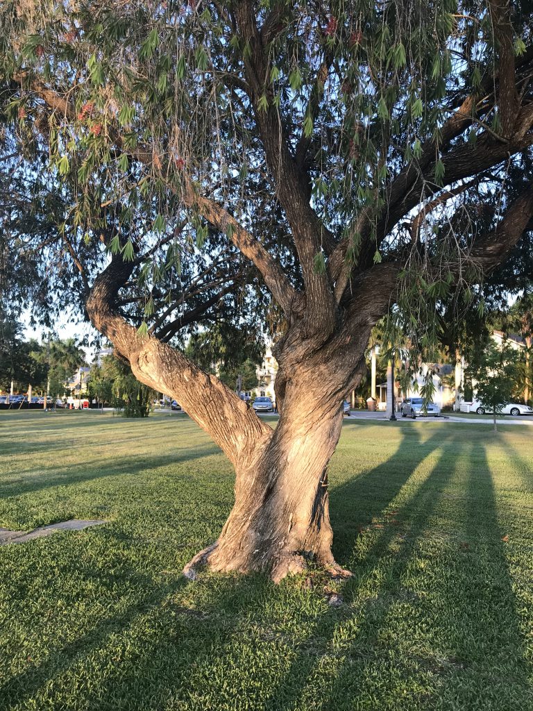 Tree at Gilchrist Park Punta Gorda