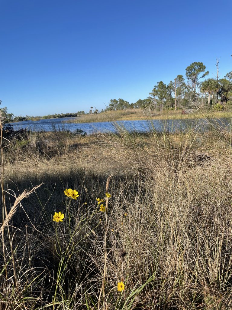 Wildflowers at Fred C. Babcock / Cecil m. Webb Wildlife Management Area Charlotte County Florida.