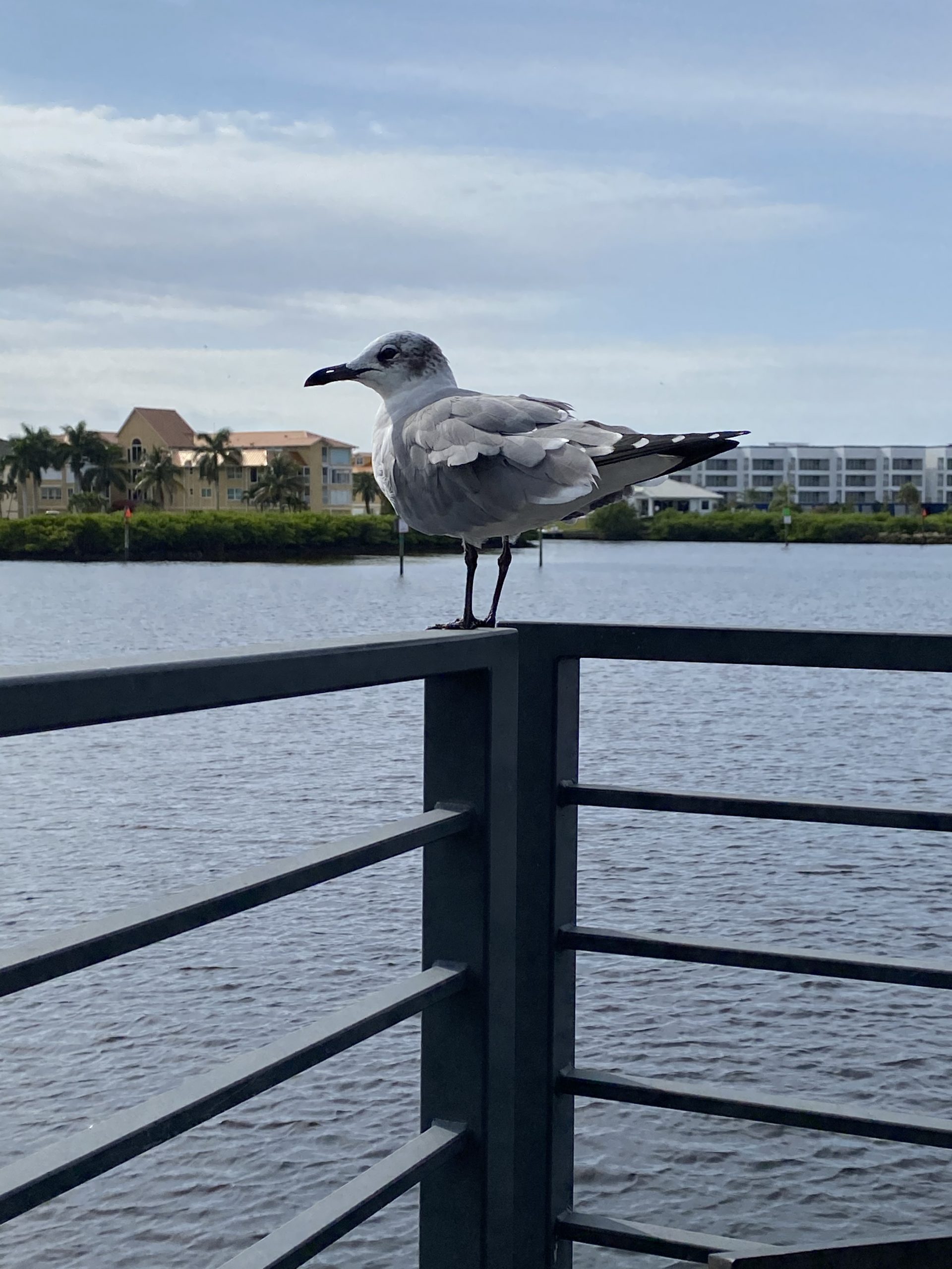 Seagull at Selby Botanical Gardens.