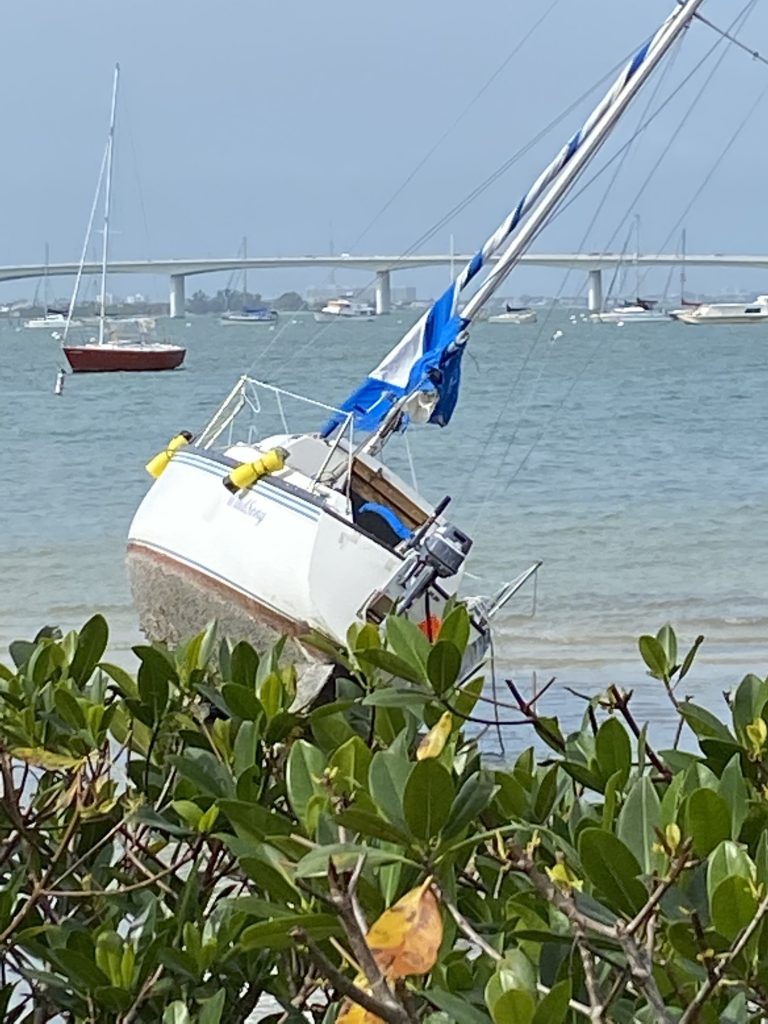 Sarasota Bay from Selby Gardens