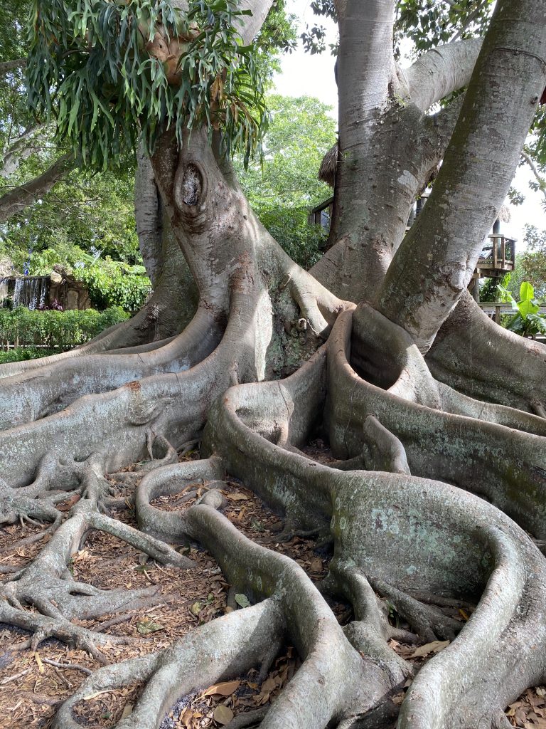 Selby Botanical Gardens. 